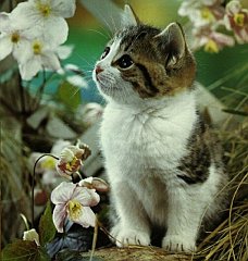 Gatti (347)